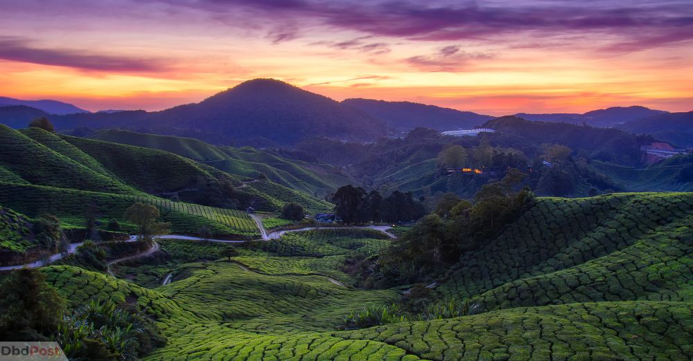 best places to visit in Malaysia-Cameron Highlands