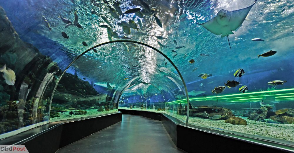 best places to visit in dubai-Dubai aquarium and underwater zoo