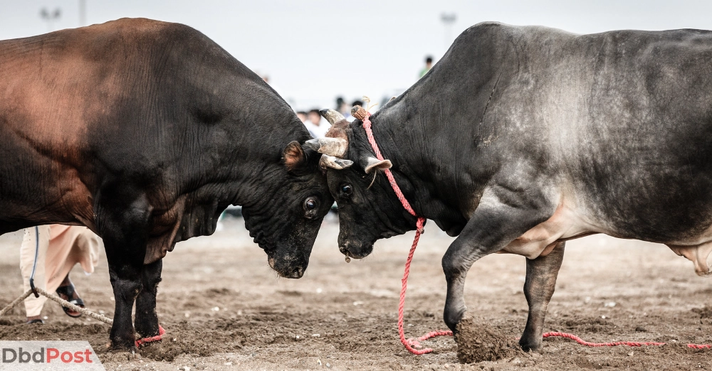 inarticle image-fujairah beach-fujairah bull fighting