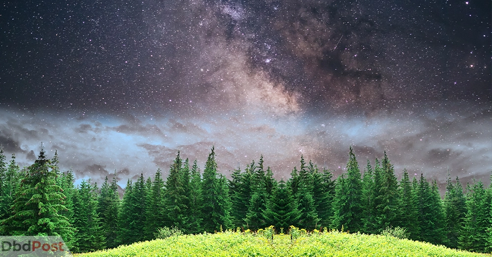 inarticle image-20 weird facts you won't believe are true- 20 There are more trees on Earth than stars in the Milky Way