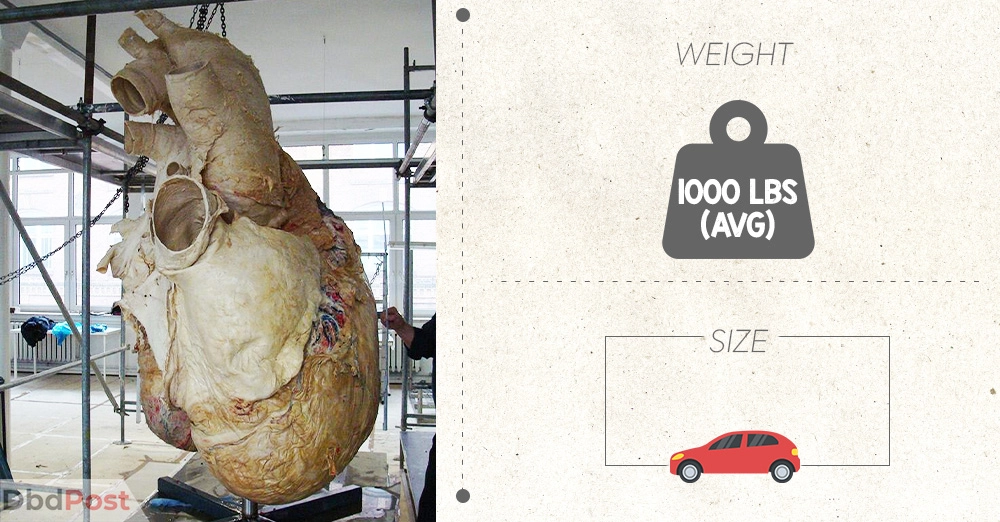 inarticle image-20 weird facts you won't believe are true- 5 A blue whale's heart is the size of a small car