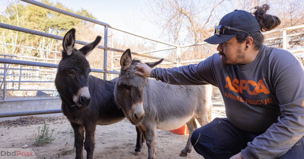 ASPCA wildfire animal rescue