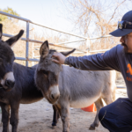 ASPCA wildfire animal rescue