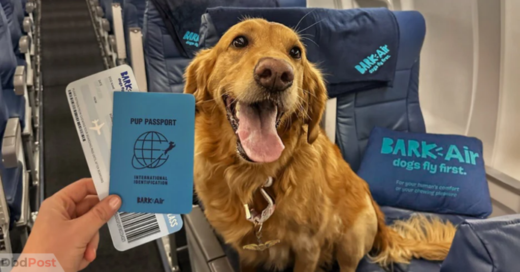 BARK Air expansion and affordable dog friendly flights