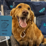 BARK Air expansion and affordable dog friendly flights