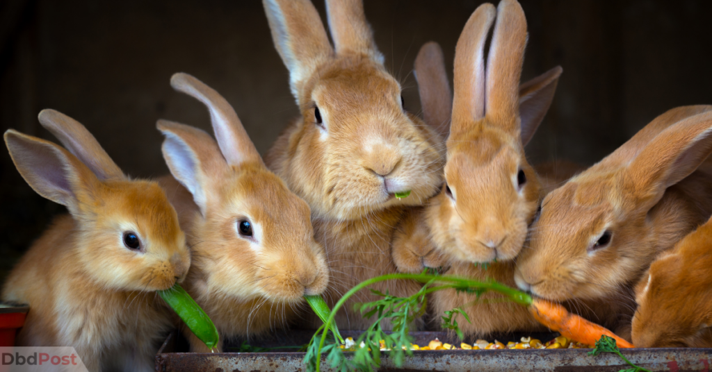 Blow dart rabbit attacks in Vancouver