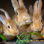 Blow dart rabbit attacks in Vancouver