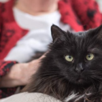 Cognitive decline in aging cats