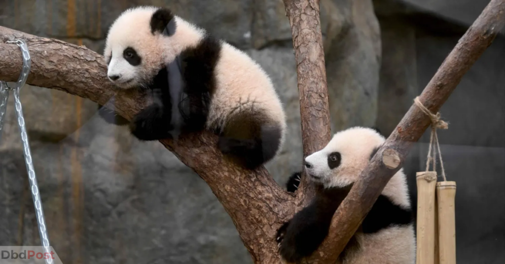 Hong Kong giant panda twins