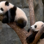 Hong Kong giant panda twins