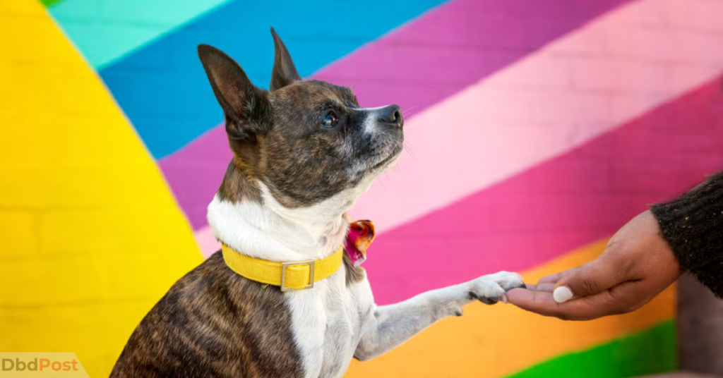 Idaho Loves Shelter Animals Day